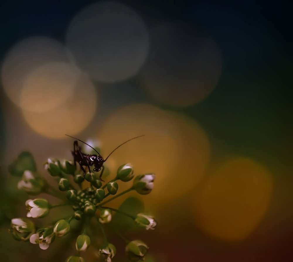 Вечернее макро