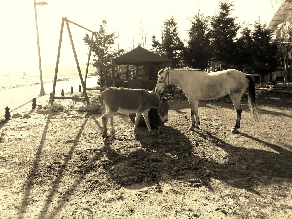 Photograph by Umur SAZAN