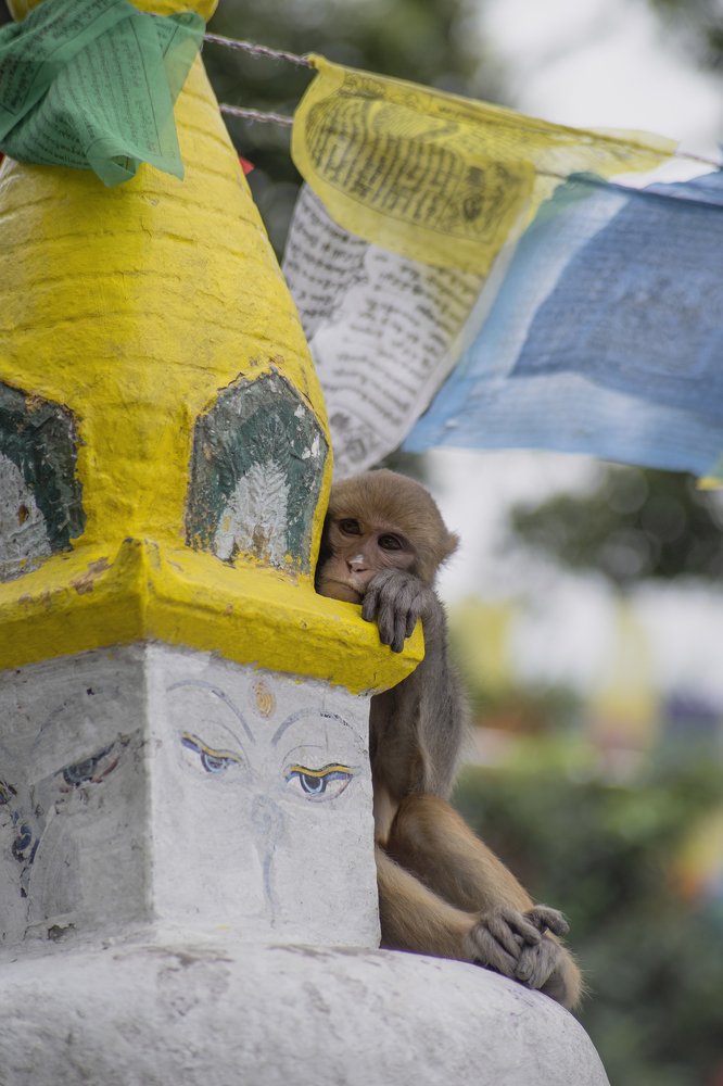 Photograph by Dinesh Gurung