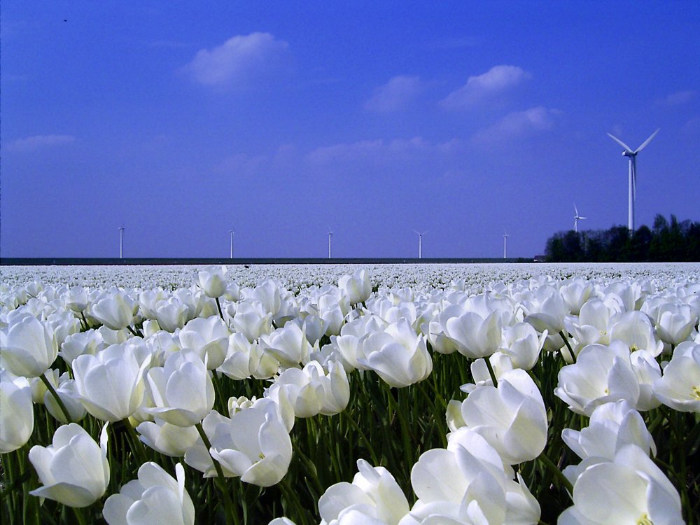 Photograph by maka magnolia