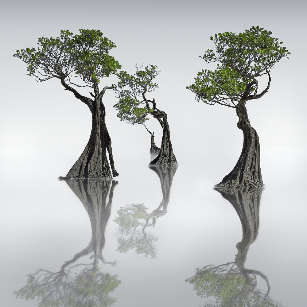 The Dancing Mangroves#7