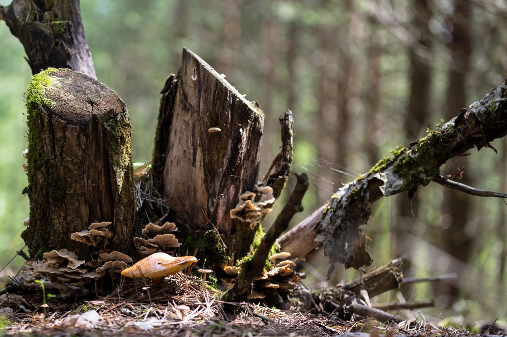 Photograph by Лидия Богданова