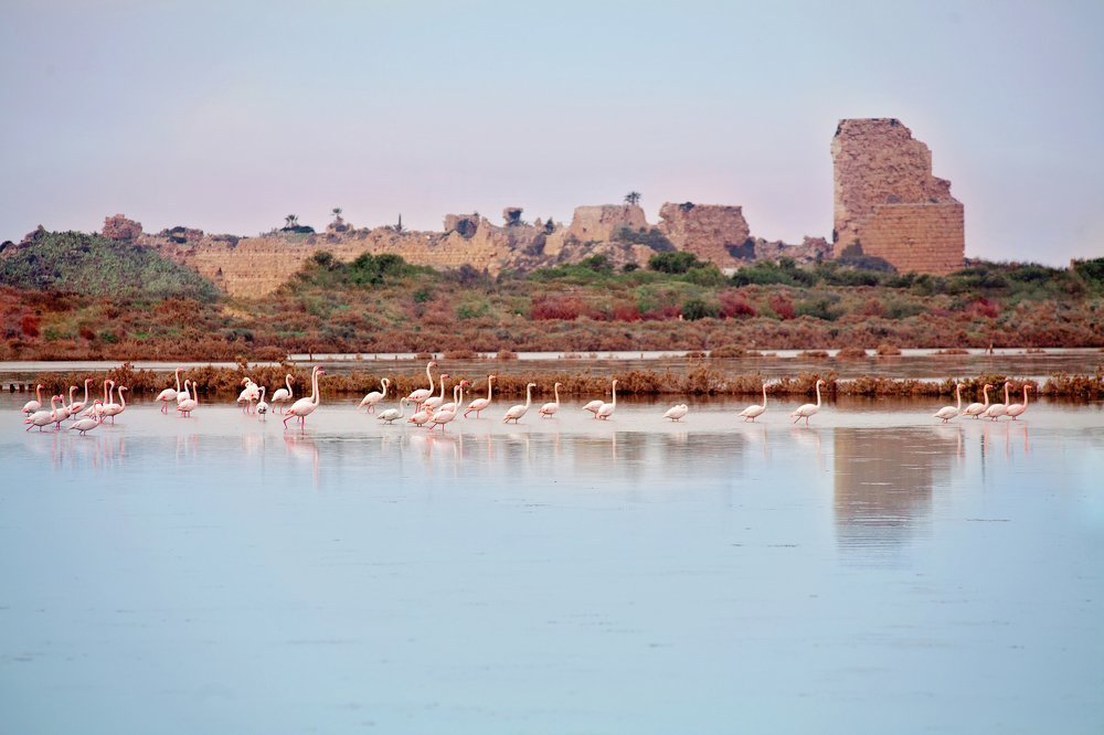 Стая фламинго напротив крепости крестоносцев в Атлите, Израиль