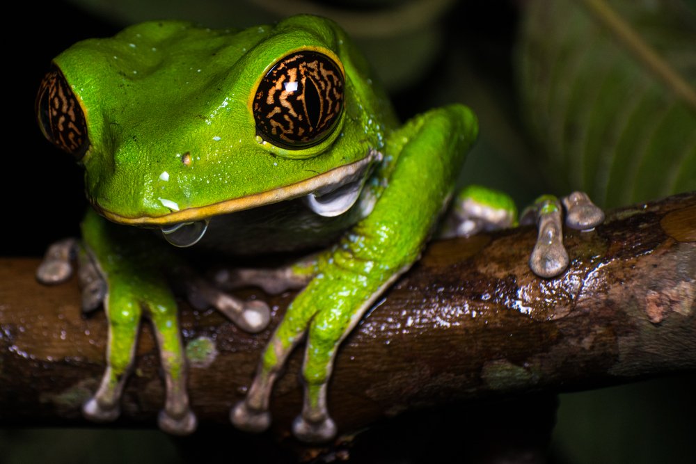 Monkey Frog (Phyllomedusa venusta)