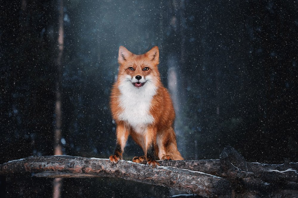 Ночной охотник