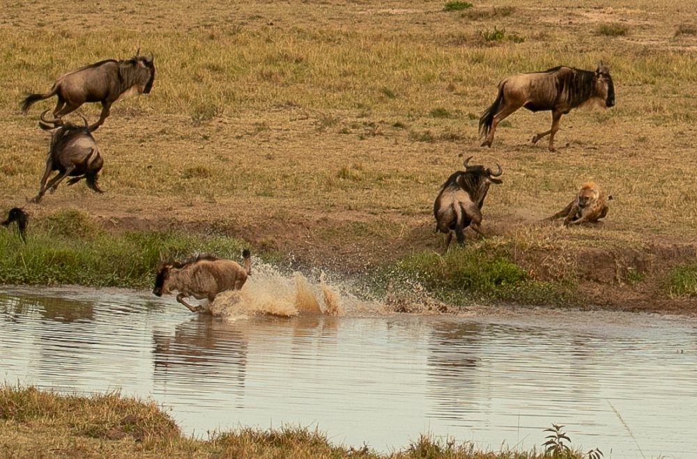 Hyena chasing baby Wildebeest
