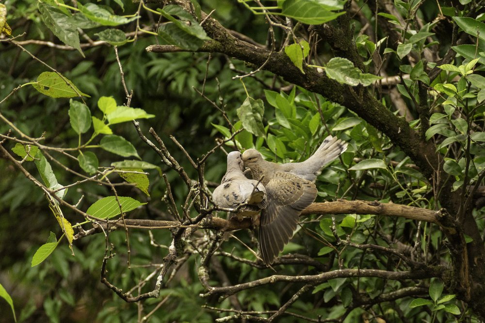 Photograph by Aparecido Donizete de Miranda