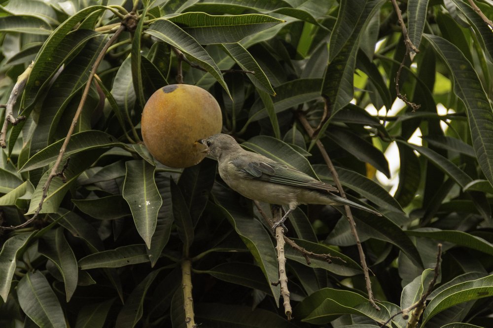 Photograph by Aparecido Donizete de Miranda