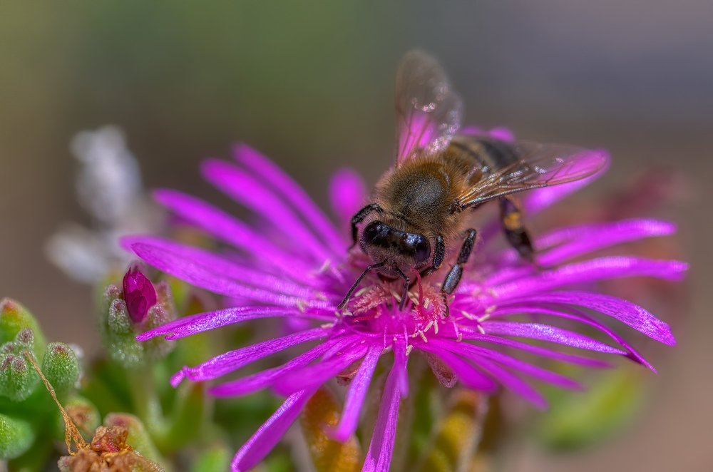 Май цветущий