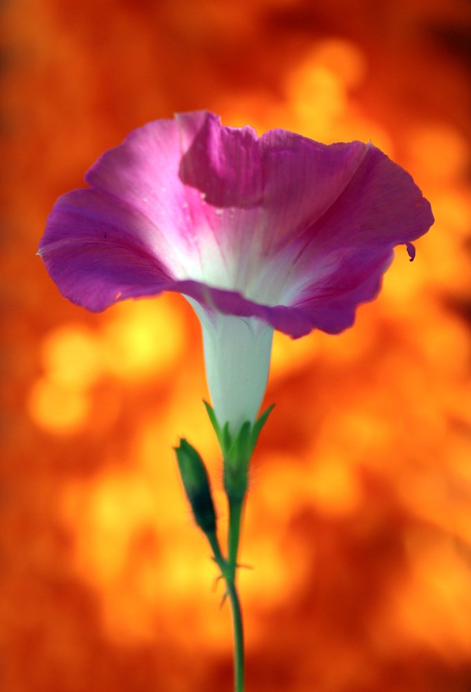 Photograph by Oleg Shlykov