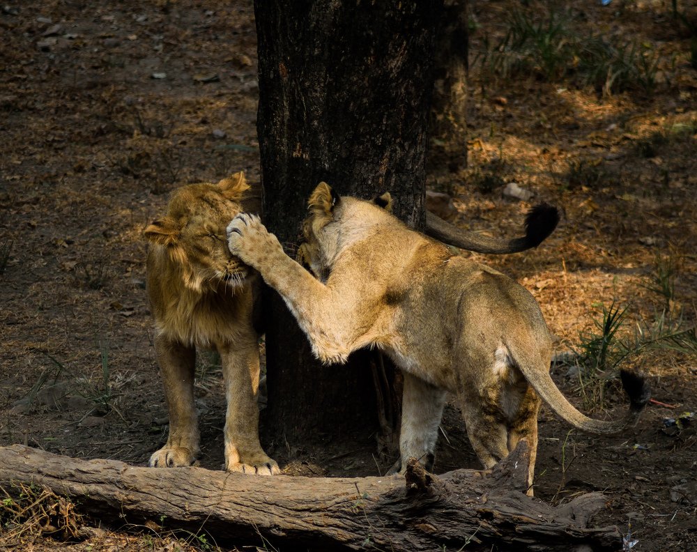 Photograph by Suhans Bansal