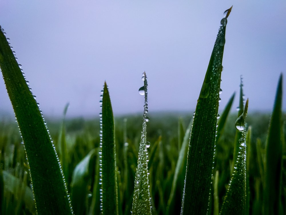 Dew drops