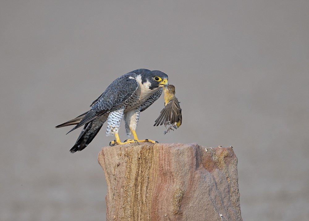 Photograph by Sandip Patil