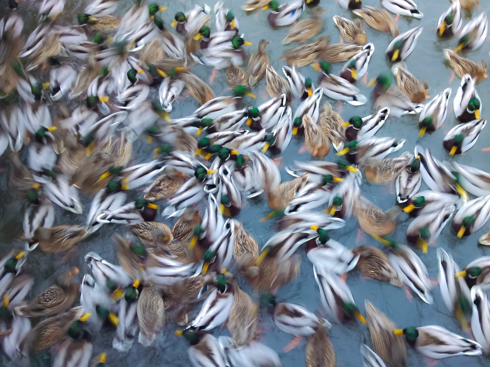 Бруоновское движение