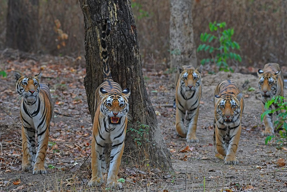 ""Tigress with cubs""