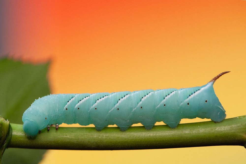 Photograph by Карина Воробьева