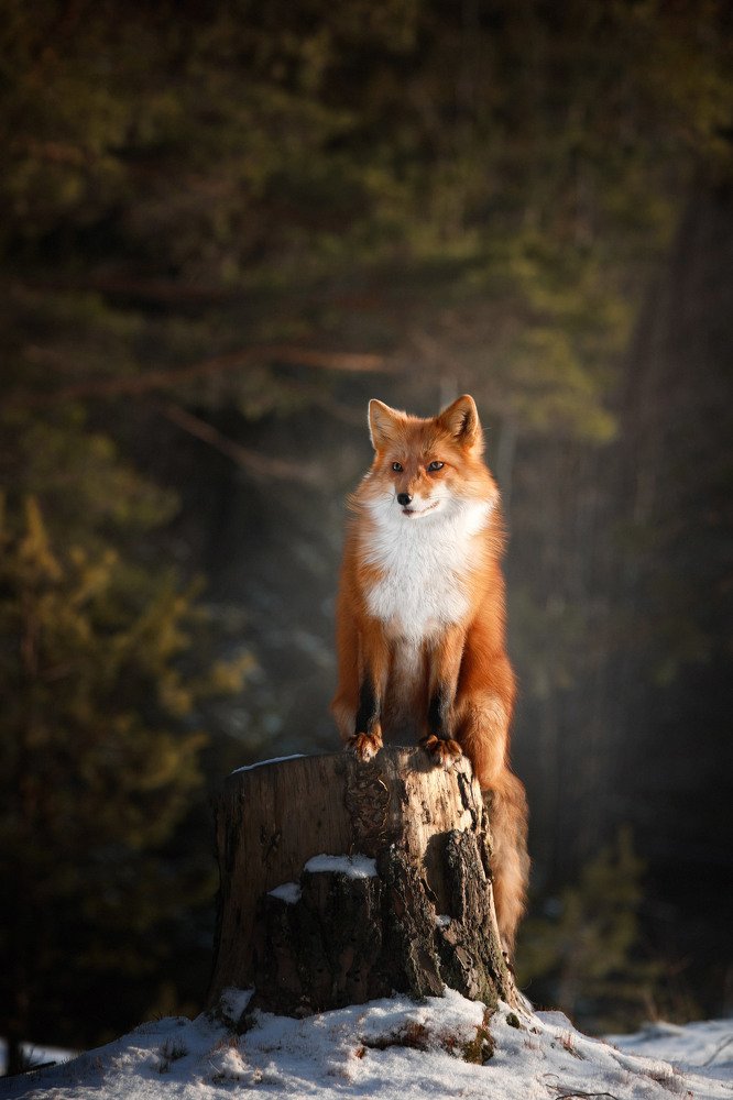 Высоко сижу, далеко гляжу!
