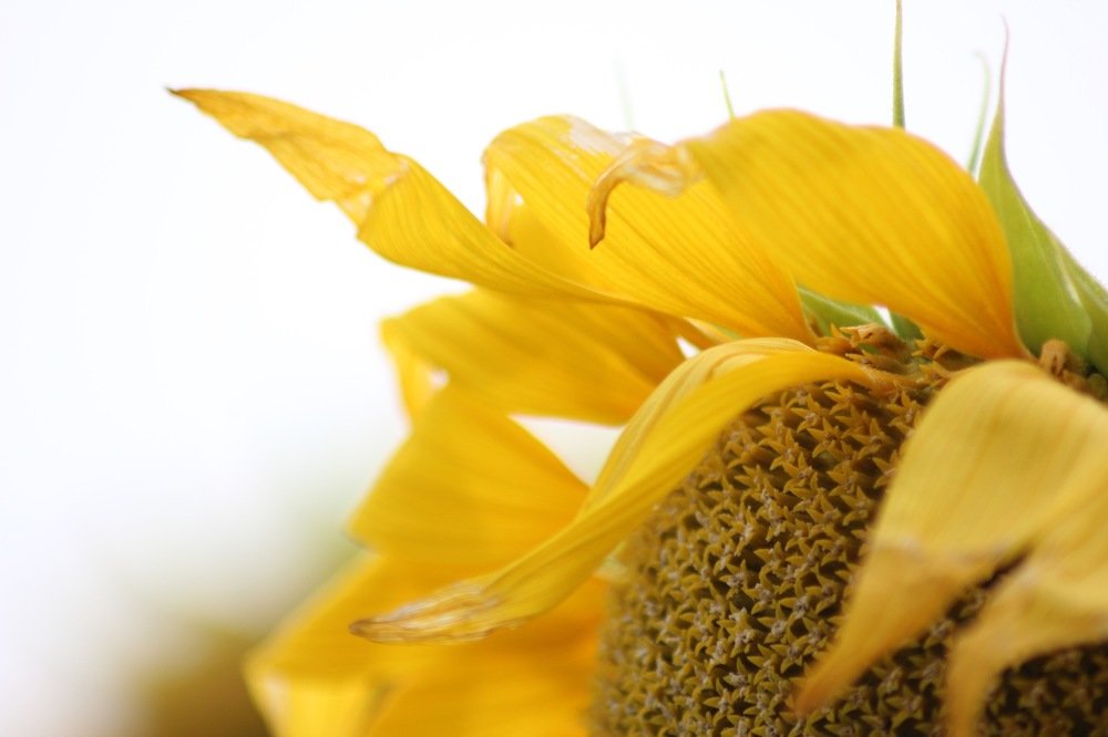 Photograph by Алина Новикова