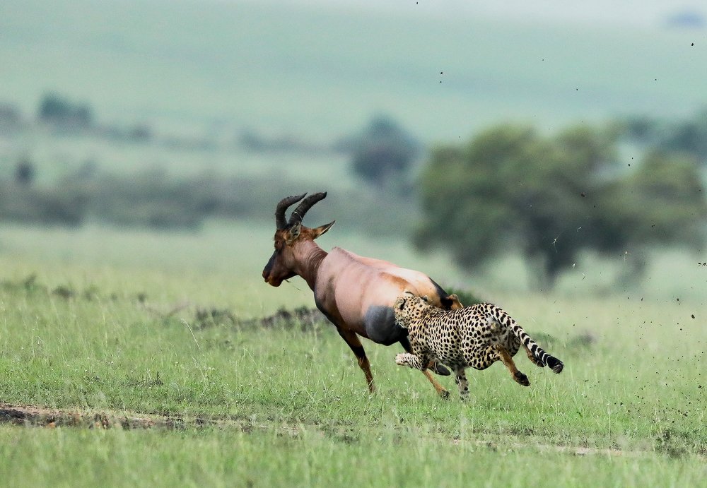 Photograph by ANJANA CHHABRA