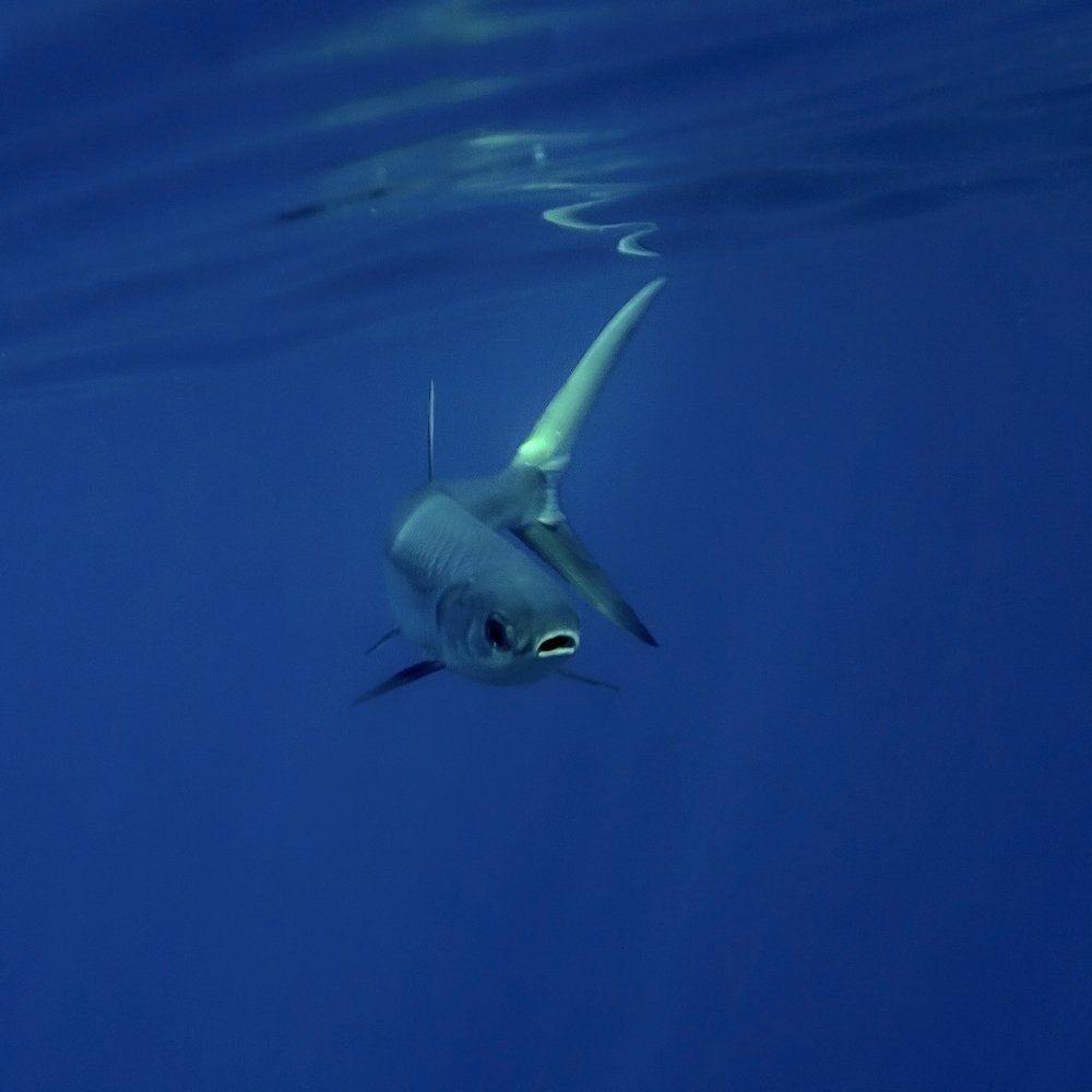 Photograph by Сергей Милицкий