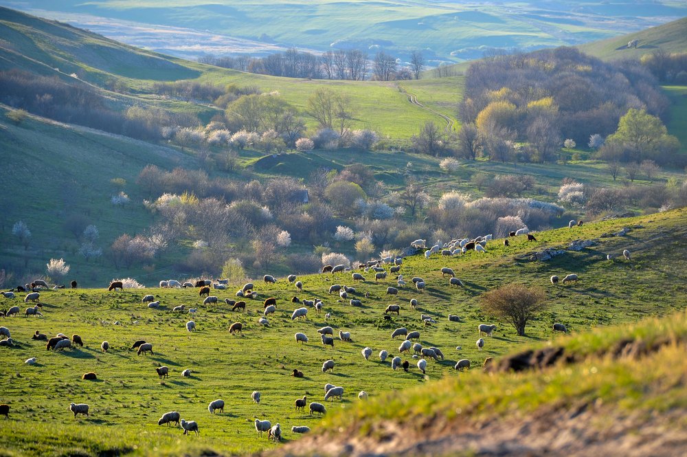 Весеннее пастбище.