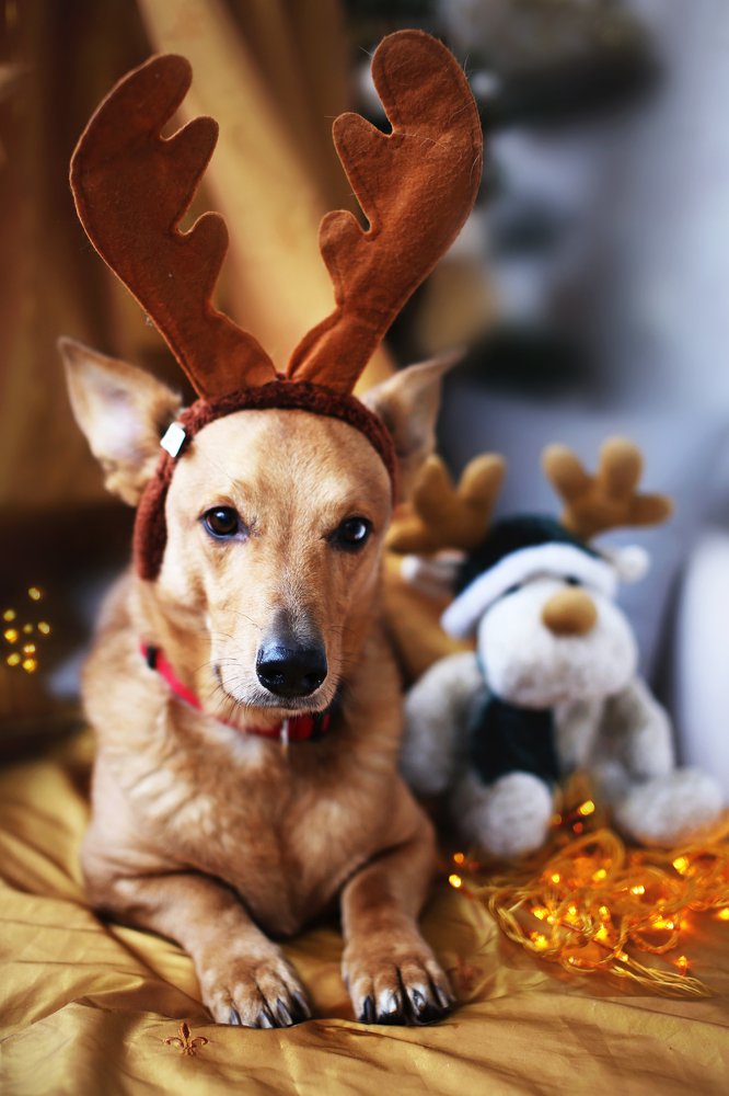 Баксик и дети