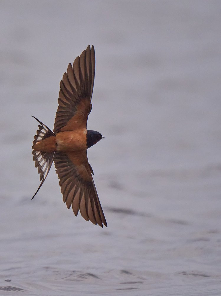 Photograph by Ilan Horn