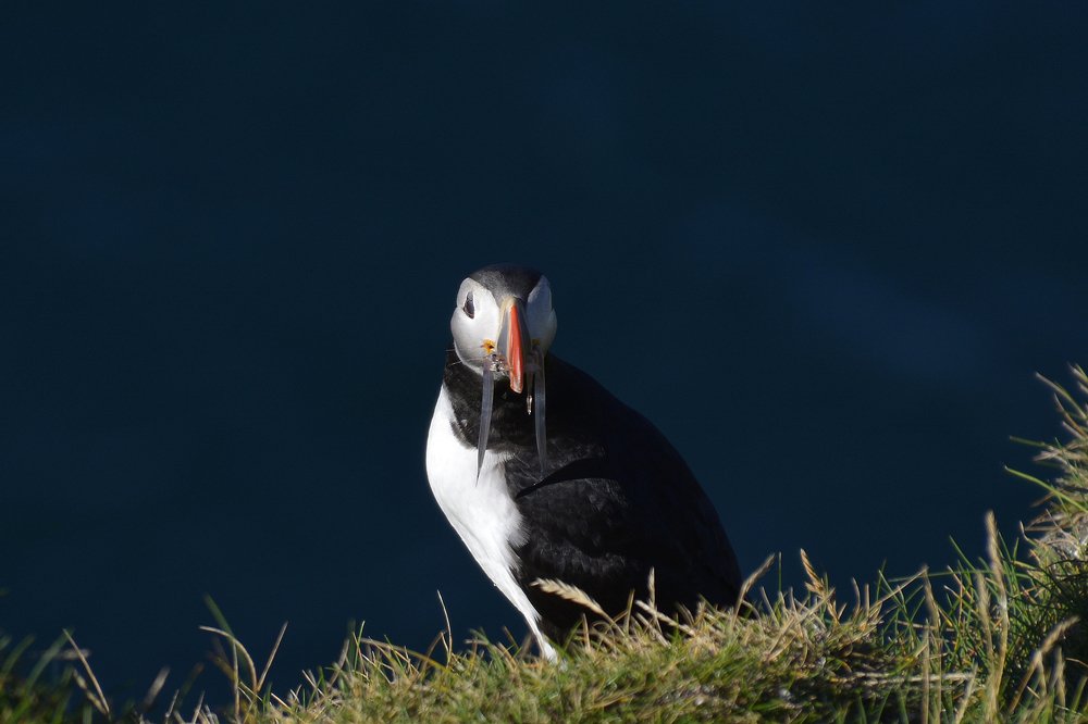 Puffin