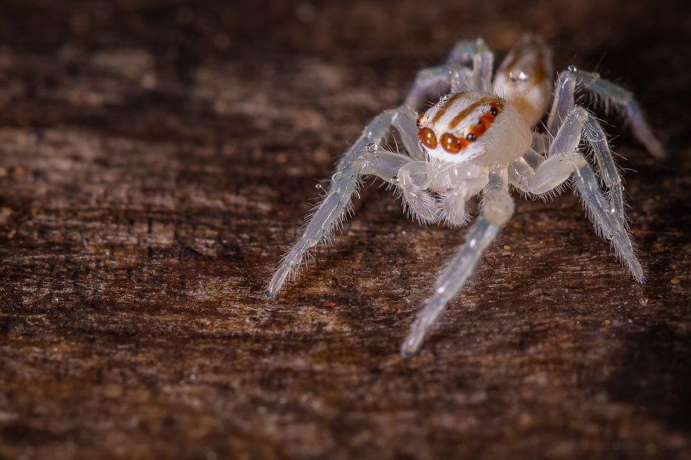 Photograph by Mauro Regalado Soares