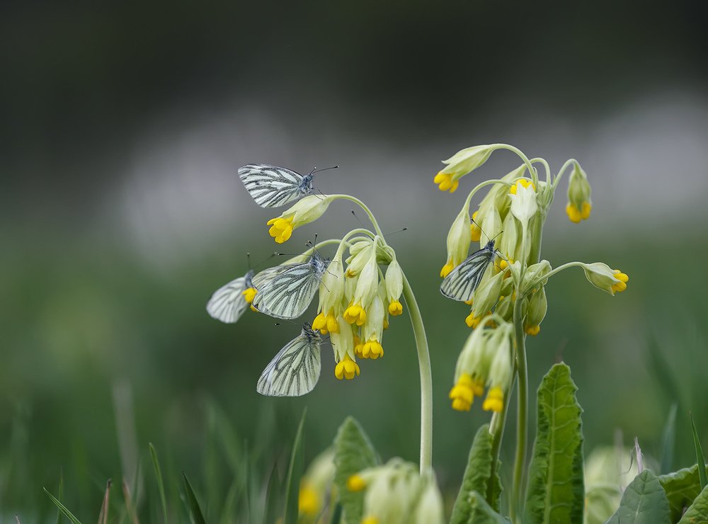 Photograph by Наталья