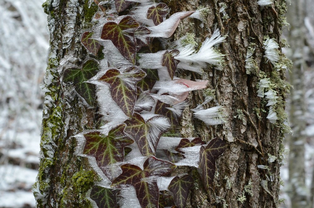 Photograph by Михаил Колтухов