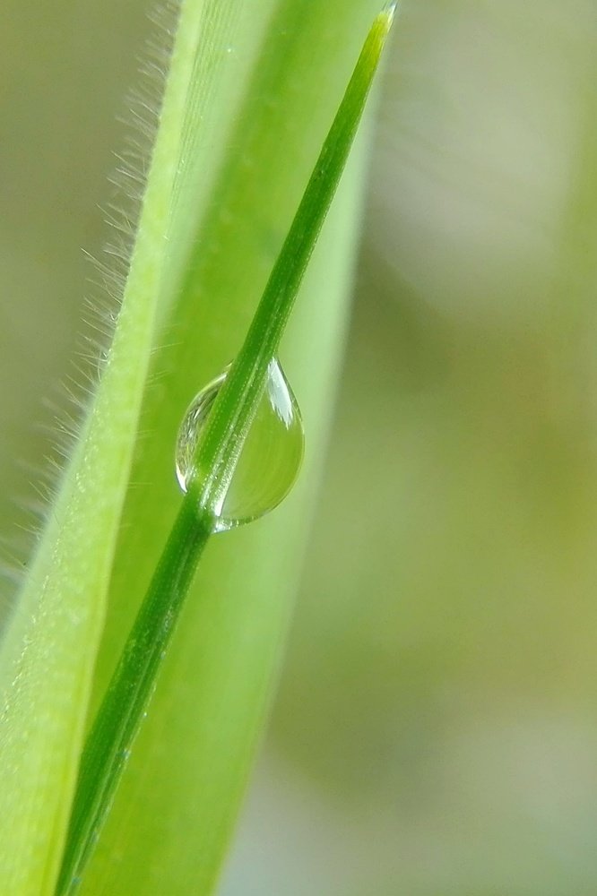 Dew Droped grass.