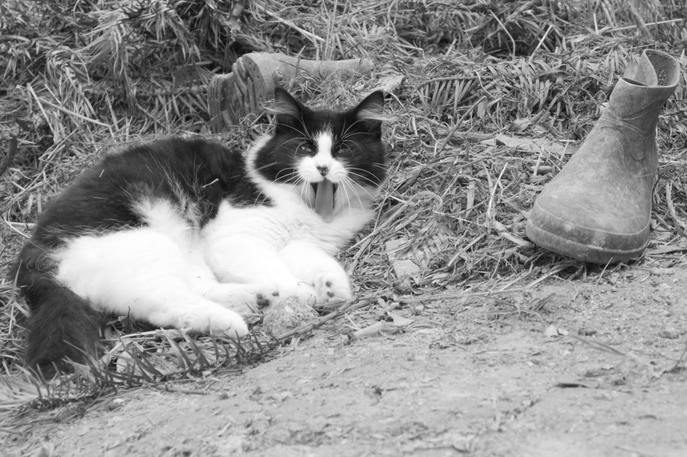 The Cat Without Boots