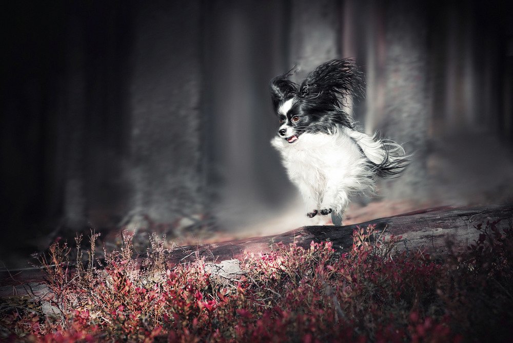 Я - скорость!