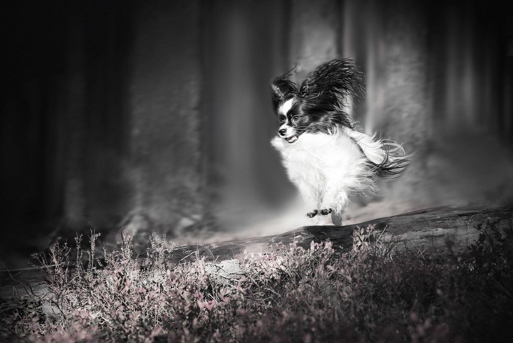 Я- скорость!