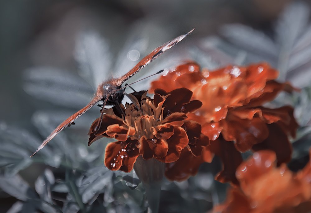 Photograph by Татьяна Москальчук