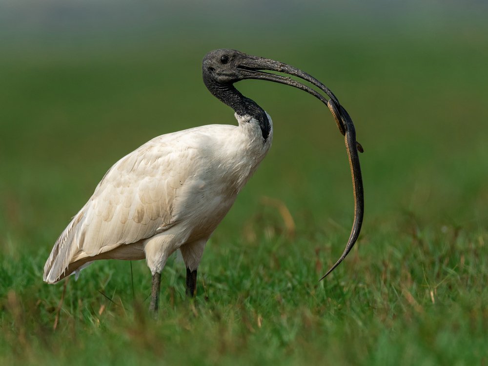 I'M STUCK IN BETWEEN CHOPSTICKS