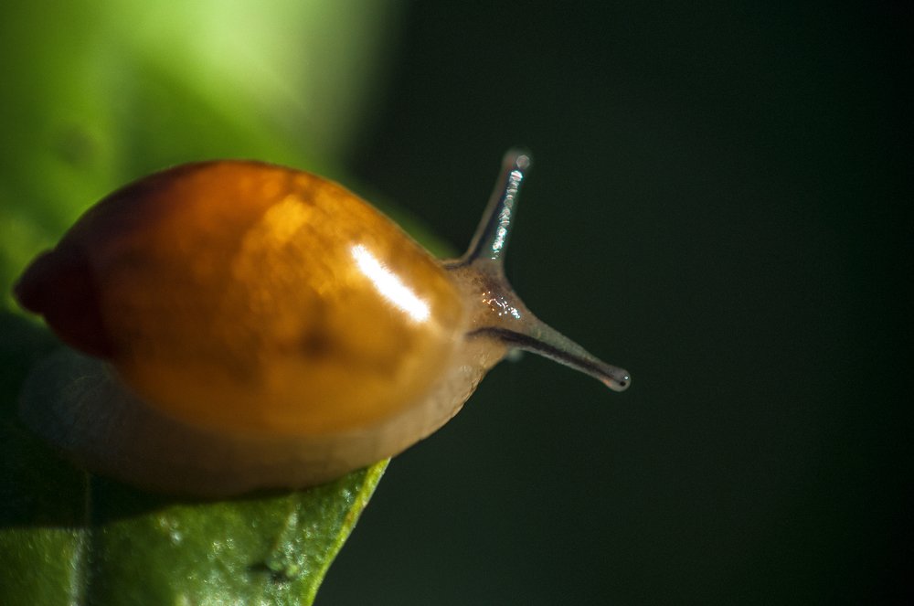 Photograph by Ирина Авельви