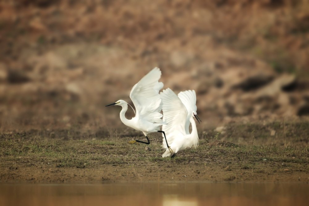 Photograph by Janardanan