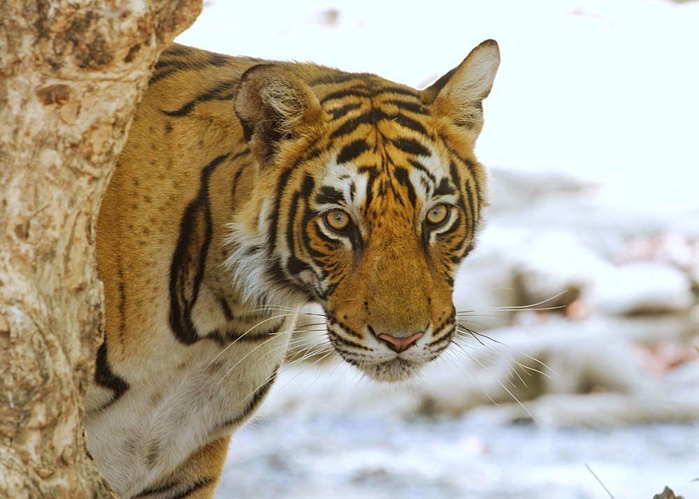 ||Peek A Boo moment ||