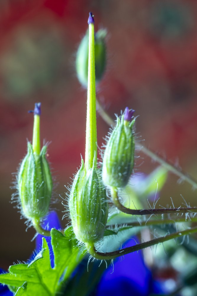 Инопланетный цветок