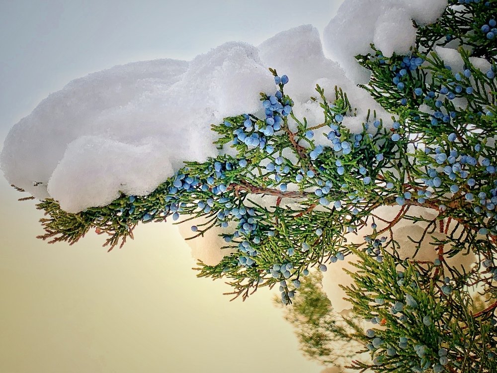 Веточка с открытки