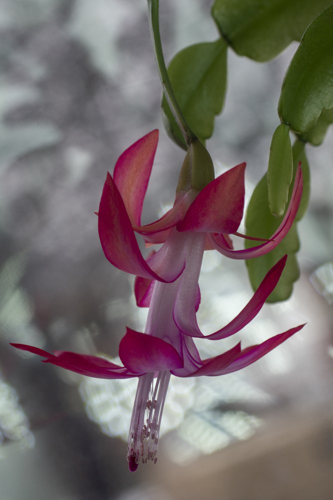 Декабрист, ждет колибри