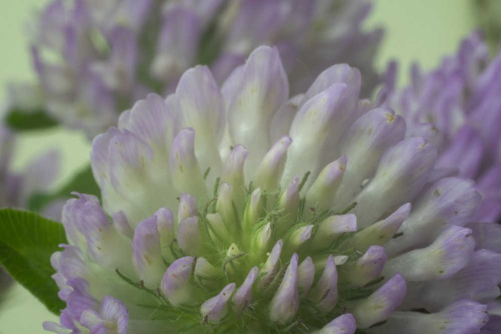 Трехцветная абстракция