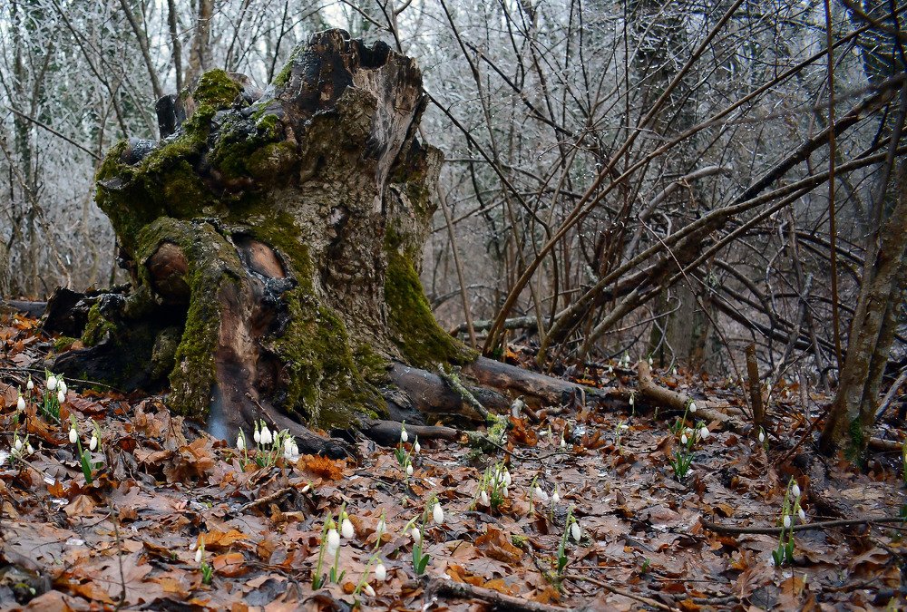 Photograph by Михаил Колтухов