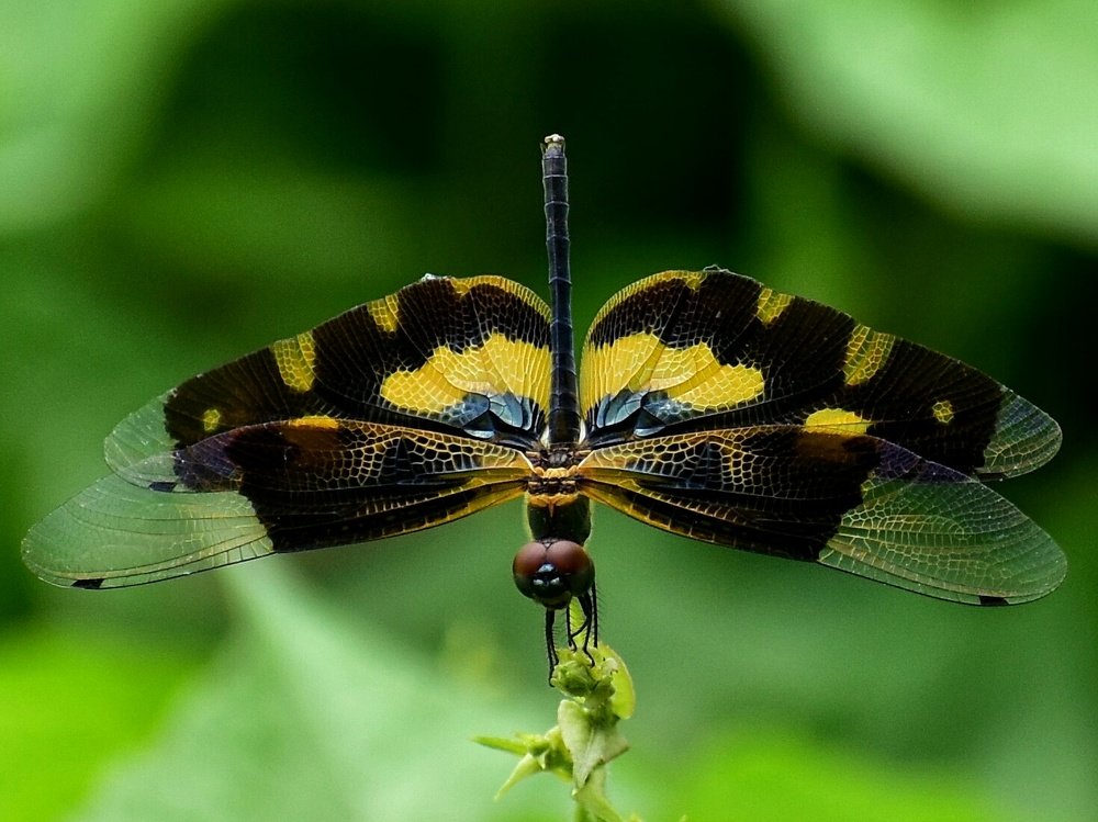 Yoga with Open wings