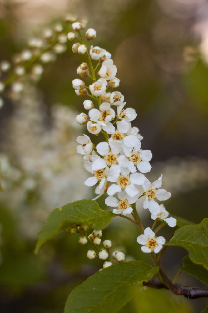 Photograph by Натали Чалык