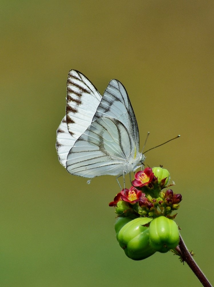 Photograph by Anirban Pan