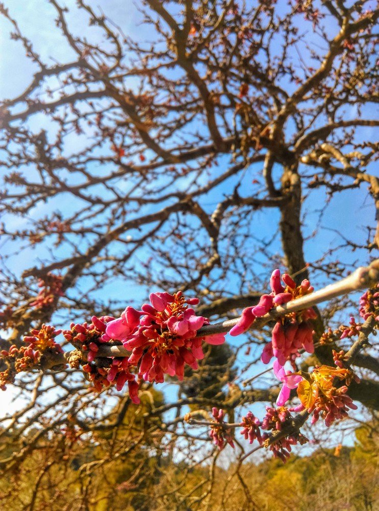 Red nature to green nature