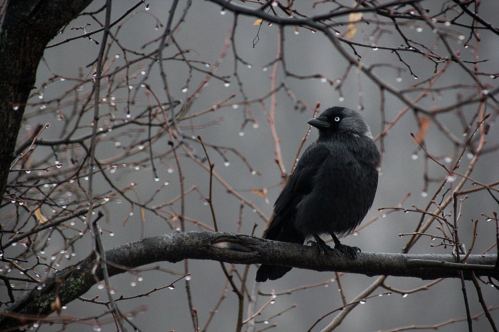 Photograph by Людмила Бурьян